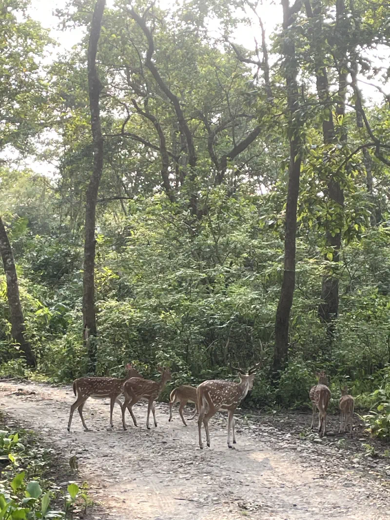 Spotted Deers