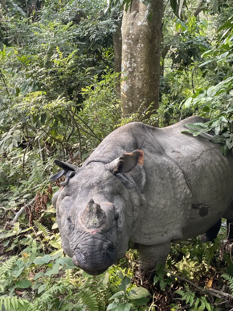 One-Horned Rhino up close