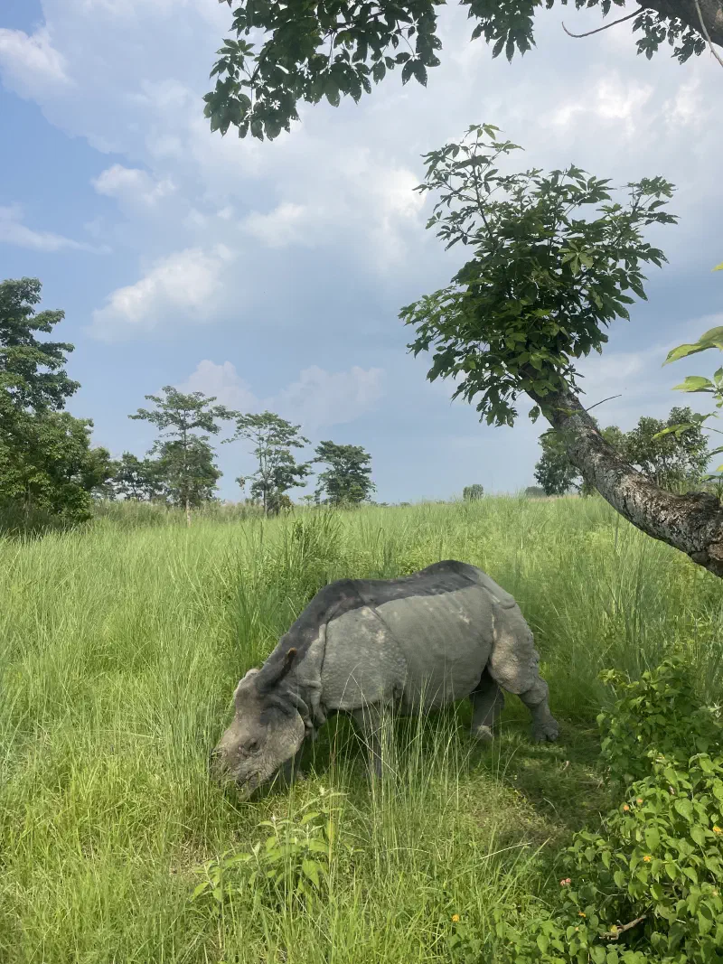 Rhino grazing