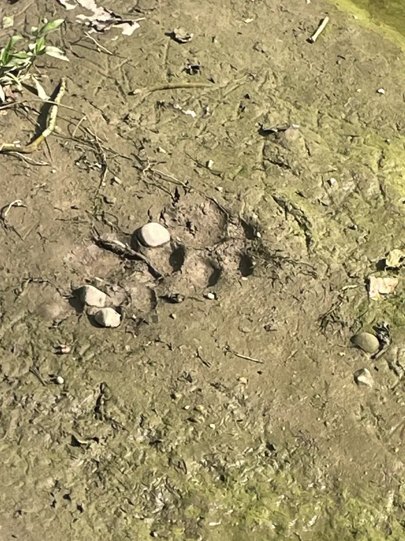 A tiger’s paw print